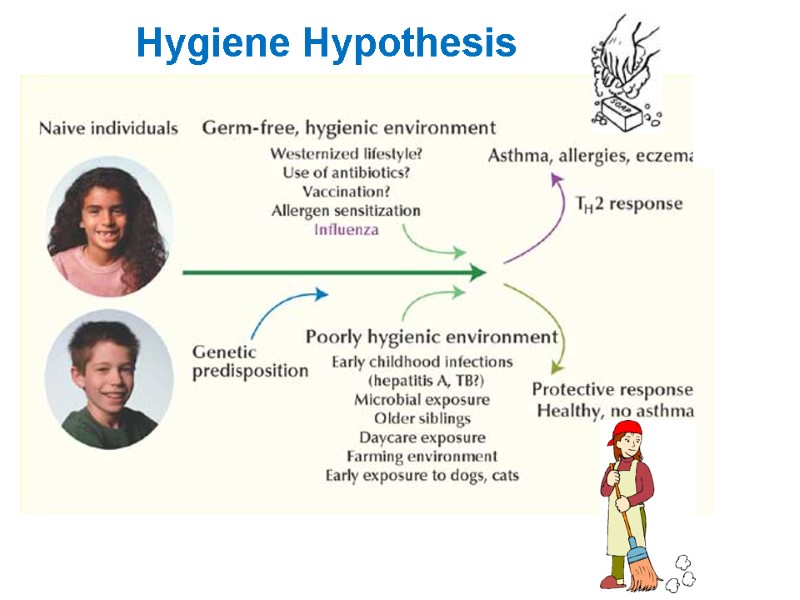 Hygiene Hypothesis